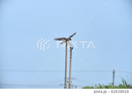 野鳥/鷹 野鳥/鷹 62638028