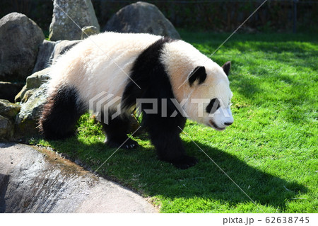 小パンダ 62638745