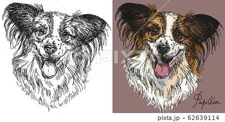 Vector Papillon Dog In Black And White Andのイラスト素材