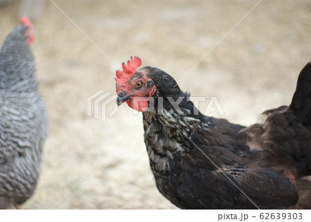 black chicken and gray hen on light background black chicken and gray hen on light background 62639303