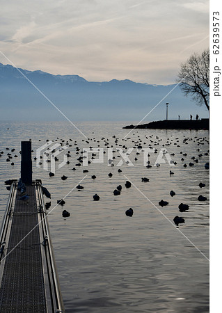 冬 霞のレマン湖と水鳥 スイス ローザンヌの写真素材