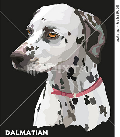 Coloful vector portrait of dalmatian 62639669
