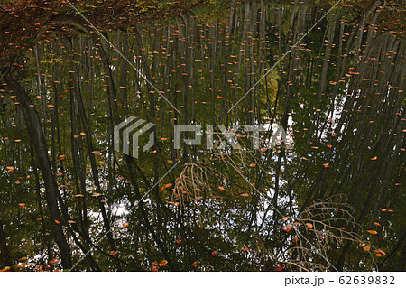 街風景　秋深まる十日町　美人林 62639832