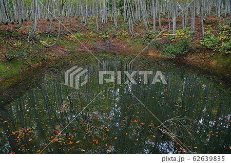 街風景　秋深まる十日町　美人林 62639835