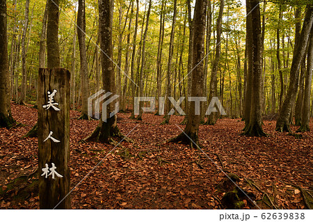 街風景　秋深まる十日町　美人林 62639838