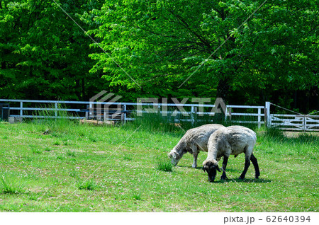 【埼玉】秩父・羊山公園のふれあい牧場 【埼玉】秩父・羊山公園のふれあい牧場 62640394