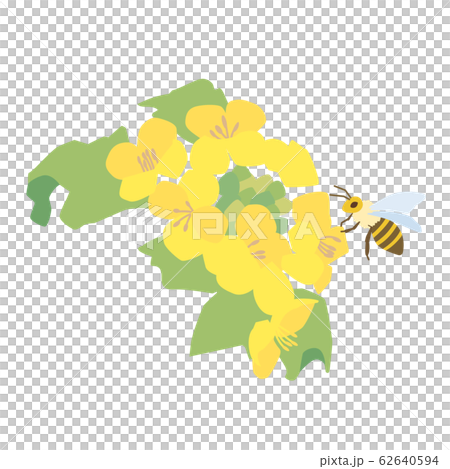 Rape blossoms and bees 62640594