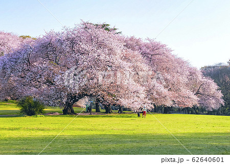 砧公園の桜広場５ 62640601