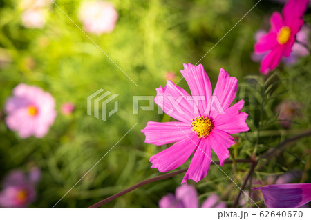 Beautiful Cosmos flowers in garden. Nature 62640670