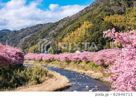 (静岡県-風景)山並みと川沿いの河津さくら1 (静岡県-風景)山並みと川沿いの河津さくら1 62640713