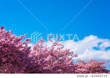 (静岡県-風景)青空の下の河津桜4 (静岡県-風景)青空の下の河津桜4 62640714