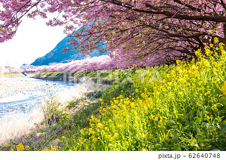 (静岡県-風景)菜の花と河津桜並木の風景1 (静岡県-風景)菜の花と河津桜並木の風景1 62640748
