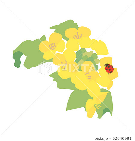 菜の花とテントウムシ 菜の花とテントウムシ 62640991
