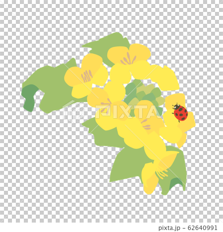 菜の花とテントウムシ 菜の花とテントウムシ 62640991