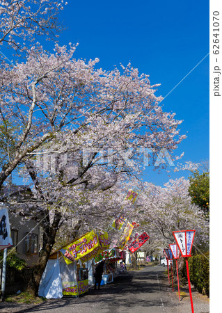 母智丘神社の桜祭り 62641070