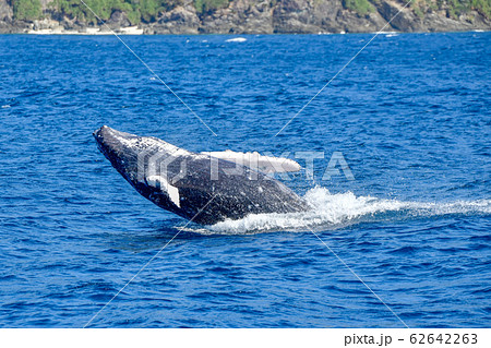ザトウクジラ ザトウクジラ 62642263