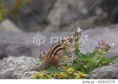 高山植物とシマリス 62642278