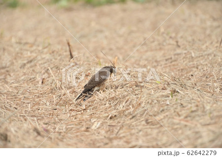 野鳥/鷹 野鳥/鷹 62642279