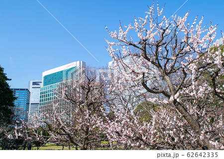東京都　浜離宮恩賜庭園　梅林と汐留のビル群 62642335