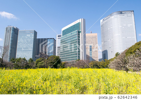 東京都 浜離宮恩賜庭園 菜の花畑と汐留のビル群 東京都 浜離宮恩賜庭園 菜の花畑と汐留のビル群 62642346