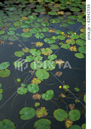 蓮の葉 葉 ガーデン 62642539