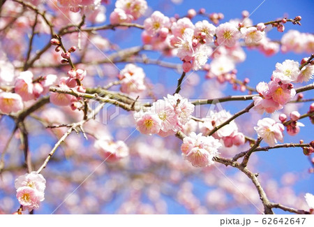 梅の花 和歌山県伊都郡かつらぎ町の写真素材