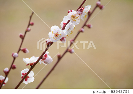 梅の花 ベージュ背景の写真素材