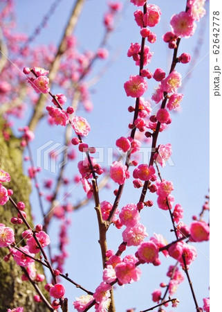 紅梅　金熊寺梅林　大阪府泉南市 62642778