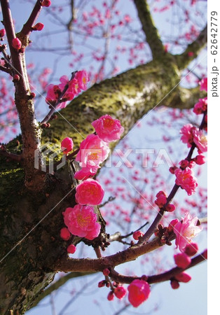 紅梅　金熊寺梅林　大阪府泉南市 62642779