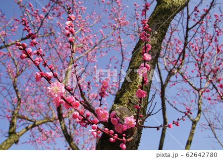 紅梅　金熊寺梅林　大阪府泉南市 62642780