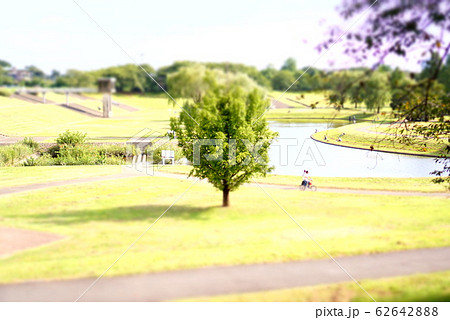 公園の木 62642888