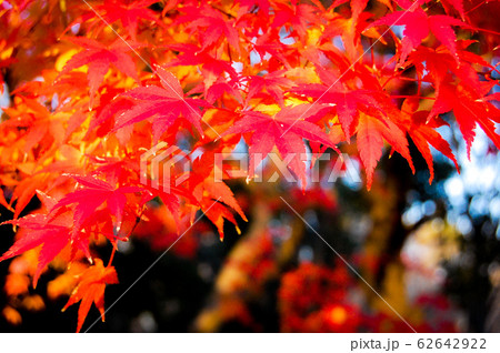 紅葉 紅葉 62642922