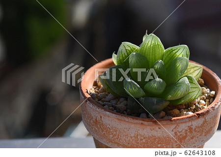 観葉植物 ハオルチア 玉露 観葉植物 ハオルチア 玉露 62643108