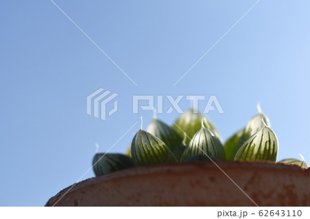 観葉植物 ハオルチア 玉露 観葉植物 ハオルチア 玉露 62643110