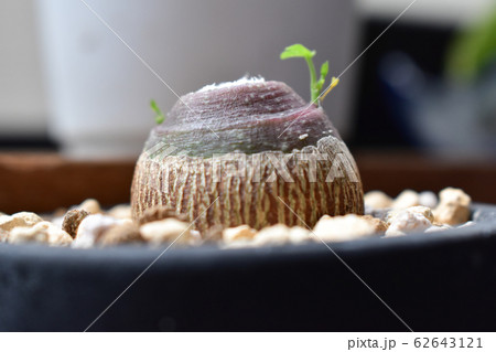 塊根植物　アデニアグラウカ 62643121