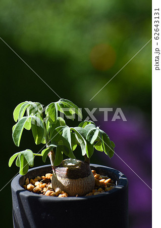 塊根植物 日光浴をしているアデニアグラウカの写真素材