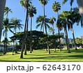 [ ハワイ ] お散歩ハワイ ヤシの木と青い空 62643170