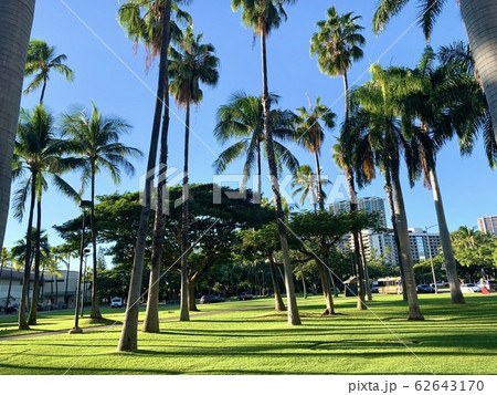 ハワイ お散歩ハワイ ヤシの木と青い空の写真素材