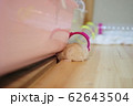 ハムケツ　何かある！ハムスター、ペット、プディング、お手、可愛い、かわいい、カワイイ、cute、動物 62643504