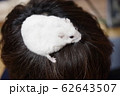 真っ白ハムスター　頭の上 62643507