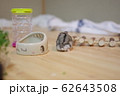 ハムスター 62643508