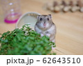 ハムスター　こっちみてる　 62643510