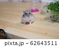 ハムスター　はいポーズ！ 62643511