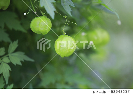 フウセンカズラとキバナコスモス 62643557