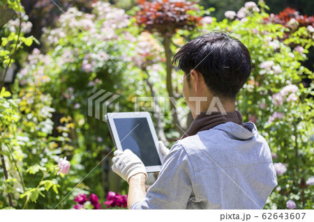 庭のバラをタブレットで撮影する男性 62643607