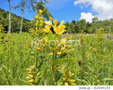 クサレダマ 62644143