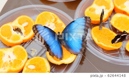 close-up side view of a blue brown Morpho peleides butterfly drinks nectar on citrus fruits close-up side view of a blue brown Morpho peleides butterfly drinks nectar on citrus fruits 62644148