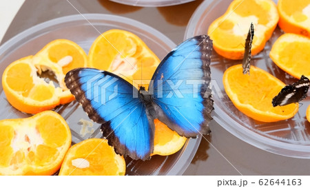 close-up side view of a blue brown Morpho peleides butterfly drinks nectar on citrus fruits close-up side view of a blue brown Morpho peleides butterfly drinks nectar on citrus fruits 62644163