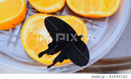 Close-up side view a black butterfly drinks nectar on citrus fruits. Butterfly on oranges 62644182