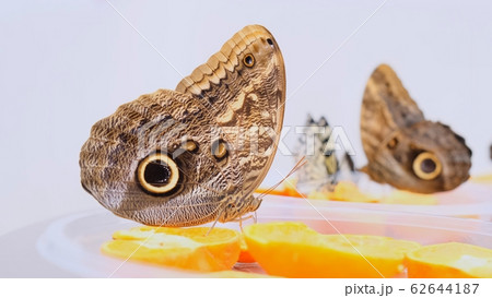brown large butterflies drinks nectar on citrus fruits. Butterfly on oranges. close-up. brown large butterflies drinks nectar on citrus fruits. Butterfly on oranges. close-up. 62644187